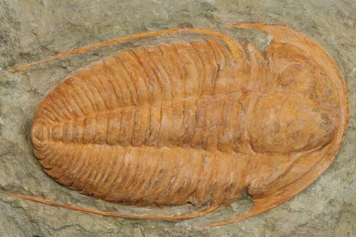 3.1" Hamatolenus vincenti Trilobite - Tinjdad, Morocco